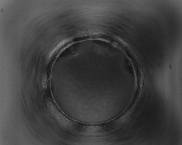 X0000051881306200507020020