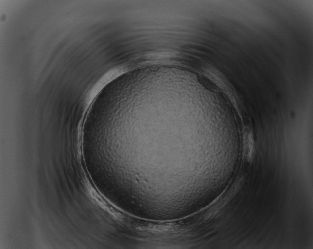 X0000051881386200507020020