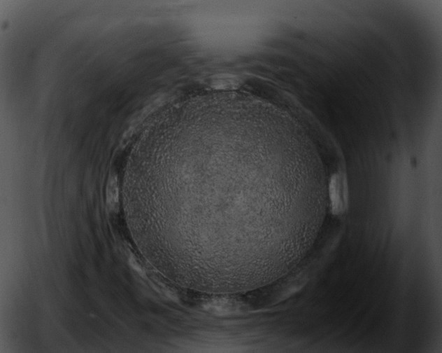 X0000051881443200507020019