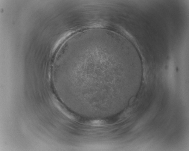 X0000051880059200507081924