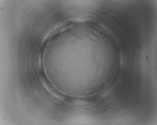X0000051880494200507081917