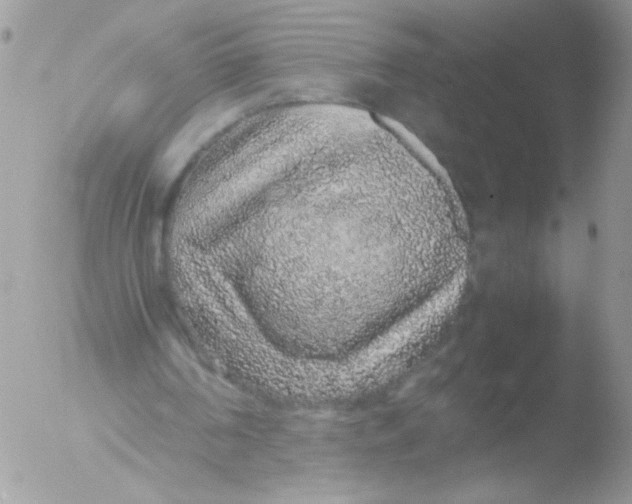 X0000051880194200507151921