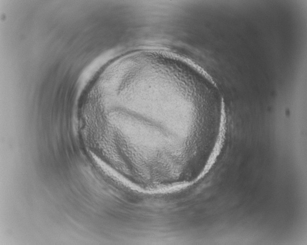 X0000051880294200507151919