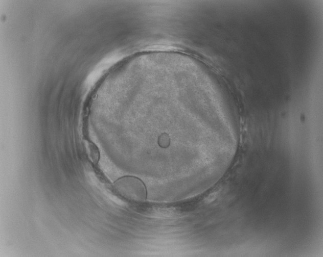 X0000051880296200507151919