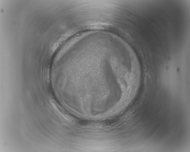 X0000051880299200507151919