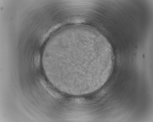 X0000051880304200507151919