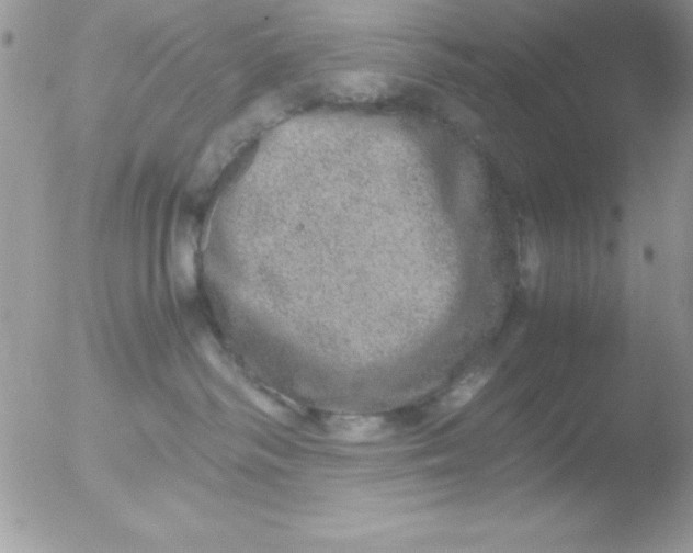 X0000051880334200507151919