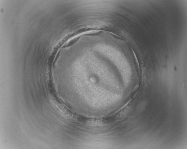 X0000051880354200507151918