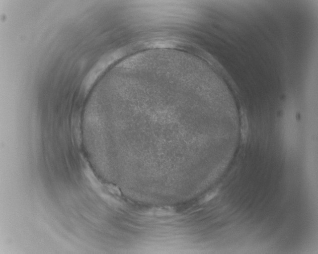 X0000051880386200507151918