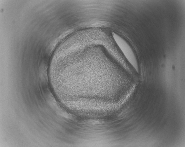 X0000051880394200507151918