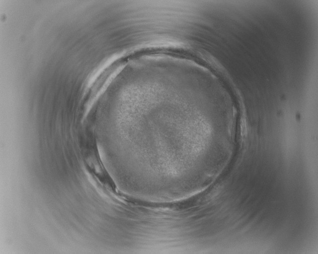 X0000051880436200507151916