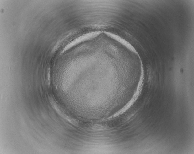 X0000051880494200507151916