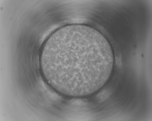 X0000051880534200507151915