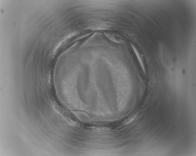 X0000051880539200507151915