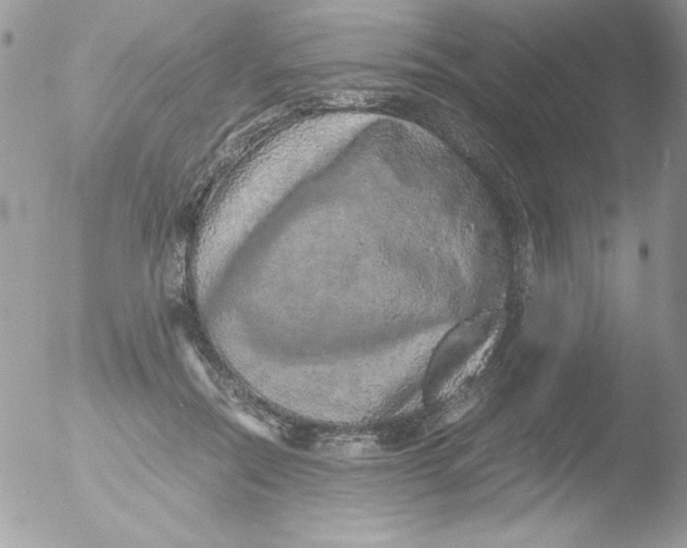 X0000051880554200507151915