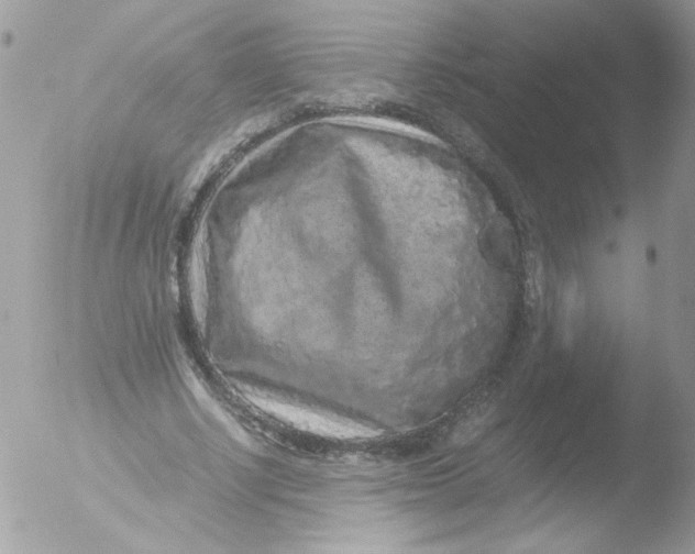 X0000051880634200507151913