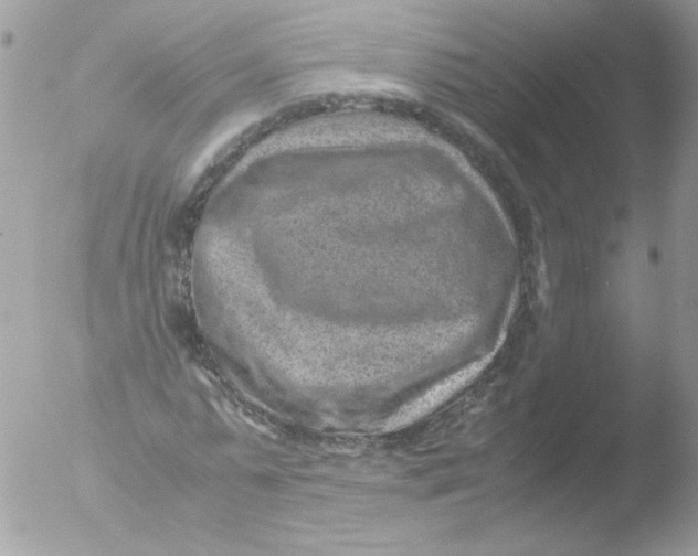 X0000051880775200507151911