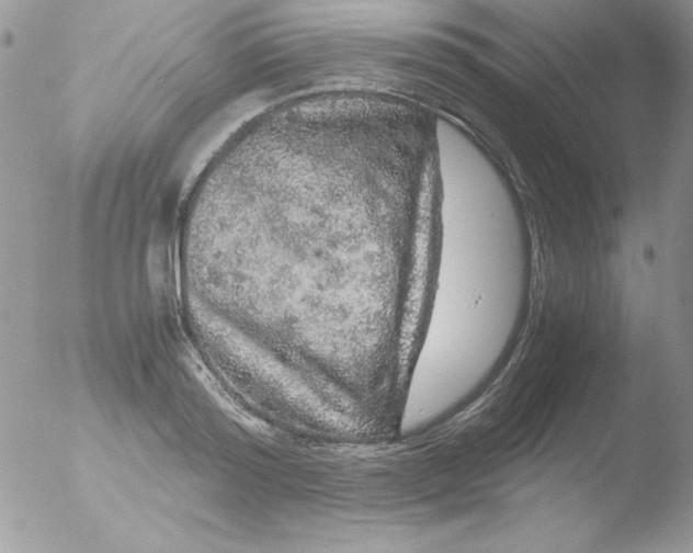 X0000051880796200507151911