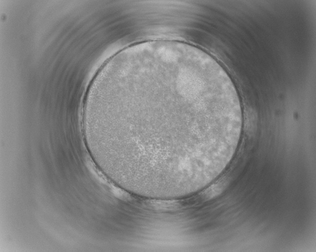 X0000051880856200507151910