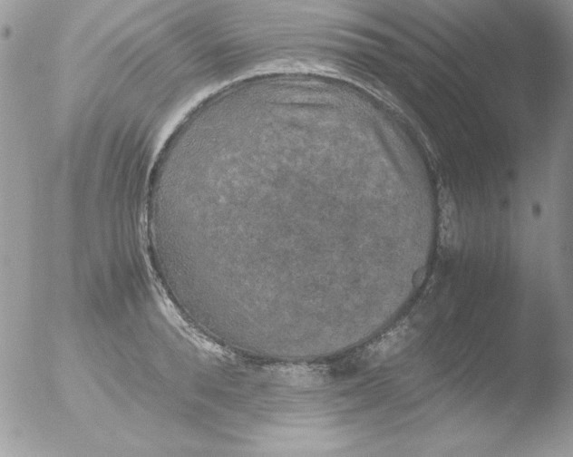 X0000051880896200507151909