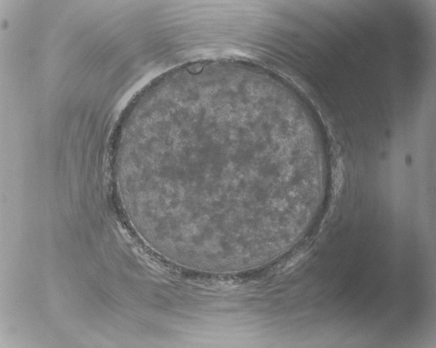 X0000051880975200507151908