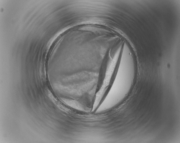 X0000051880980200507151908