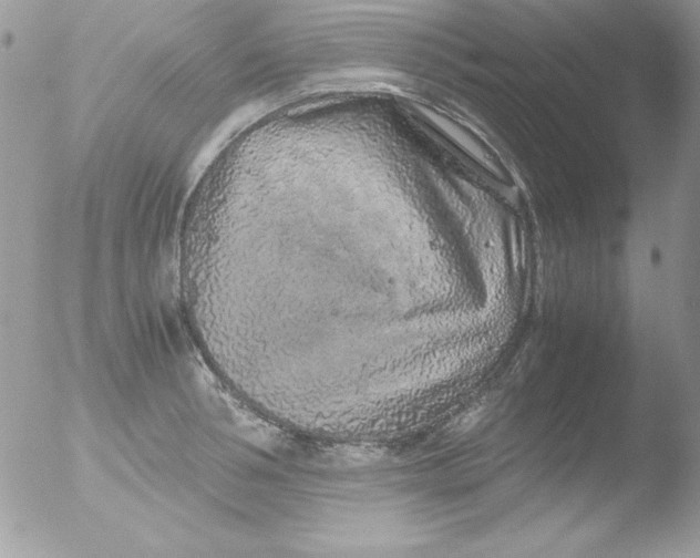 X0000051880994200507151908