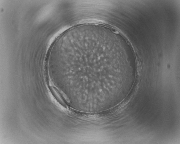 X0000051880995200507151907