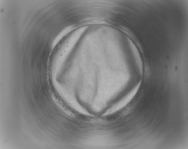 X0000051881002200507151907