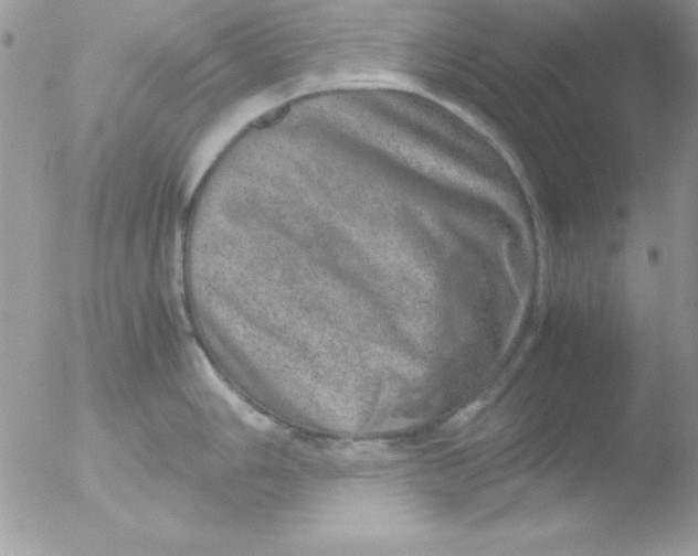 X0000051881006200507151907