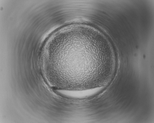 X0000051881018200507151907