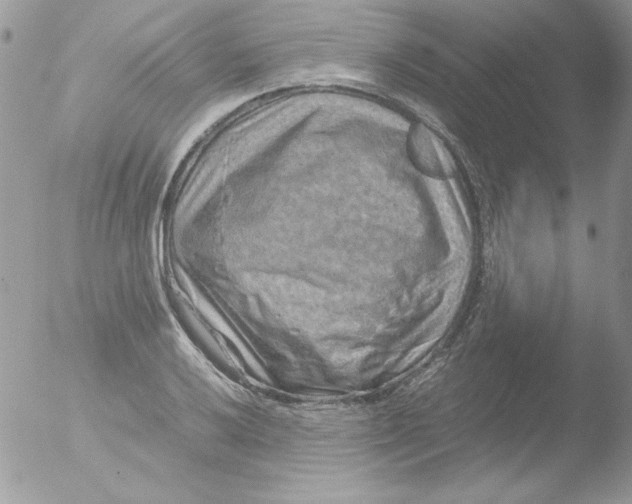 X0000051881032200507151907