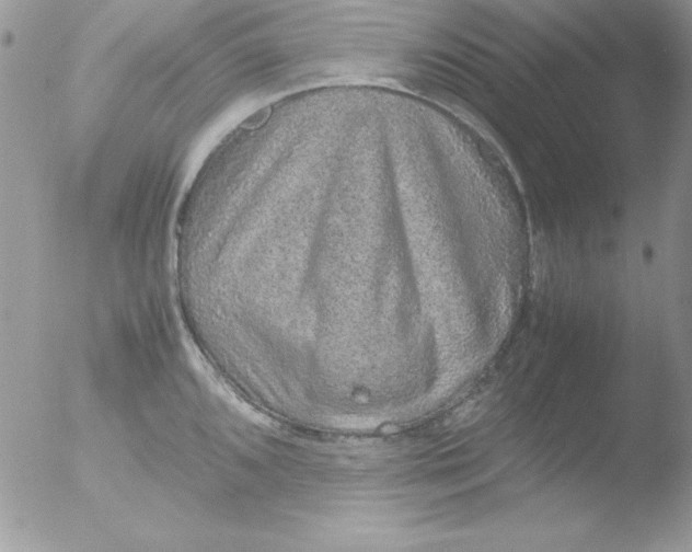 X0000051881096200507151906