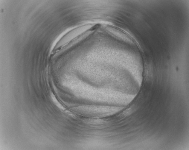 X0000051881100200507151906