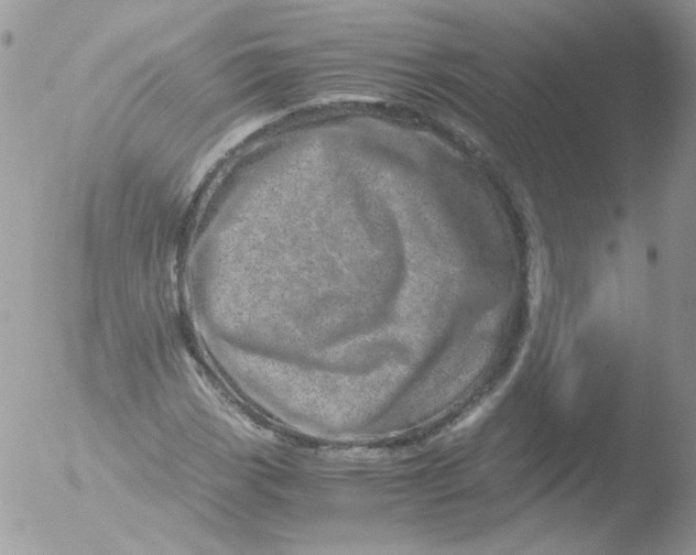 X0000051881113200507151905