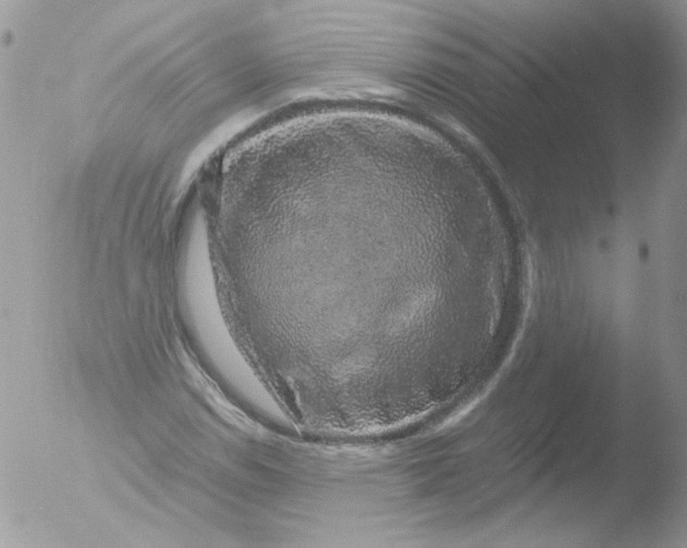 X0000051881114200507151905