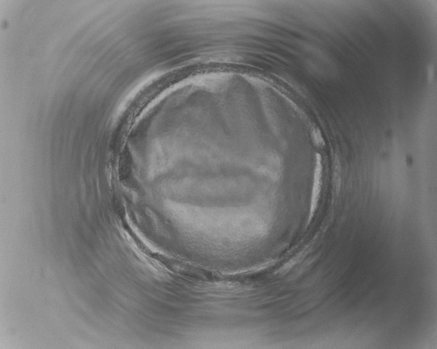 X0000051881115200507151905