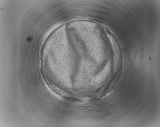 X0000051881143200507151905