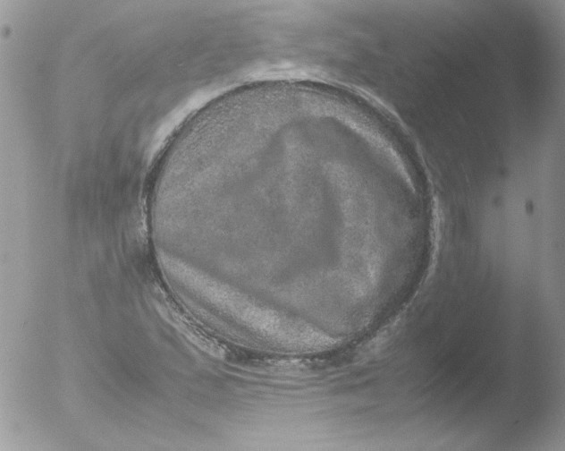 X0000051881167200507151905