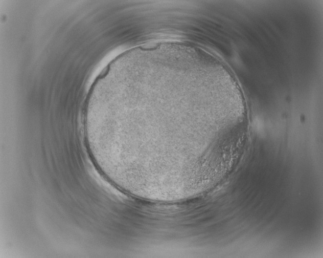 X0000051881243200507151904