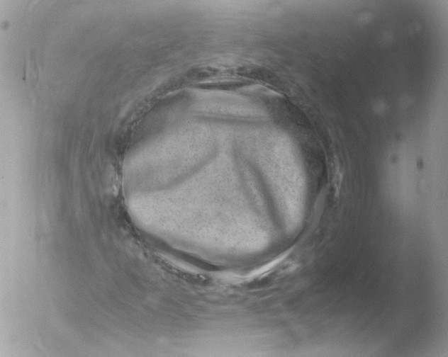 X0000051881253200507151903