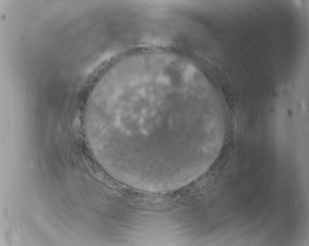 X0000051881254200507151903