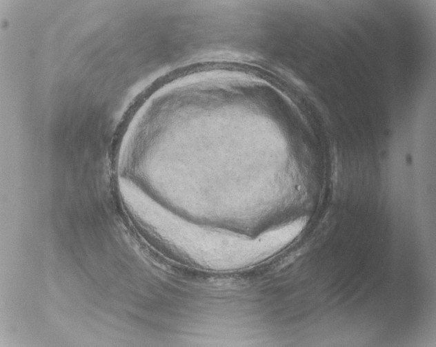 X0000051881264200507151903