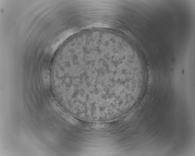 X0000051881266200507151903