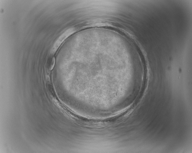 X0000051881273200507151903