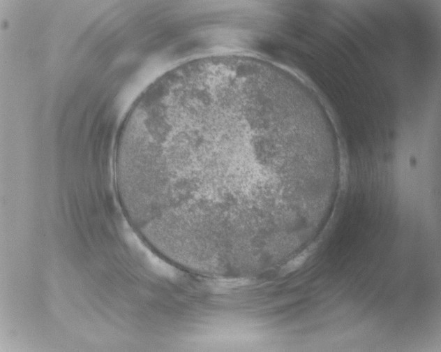 X0000051881294200507151902