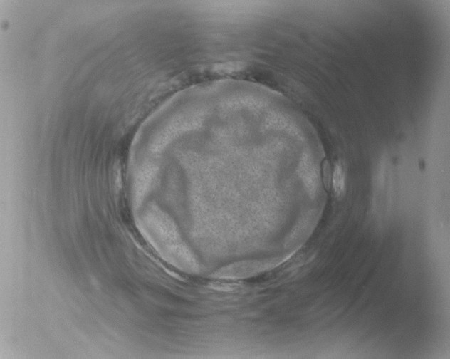 X0000051881299200507151902