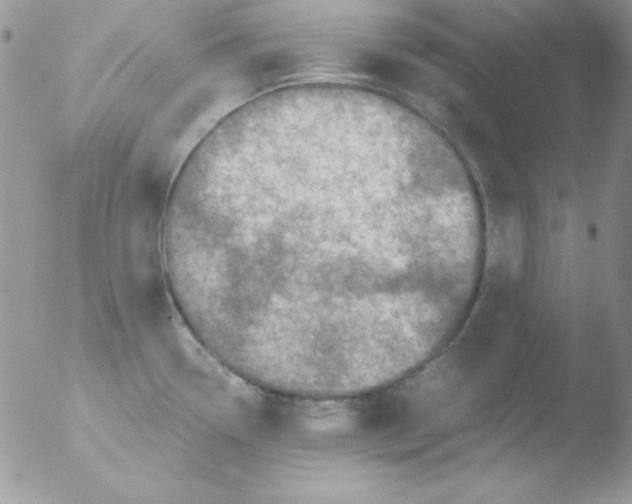 X0000051881338200507151902