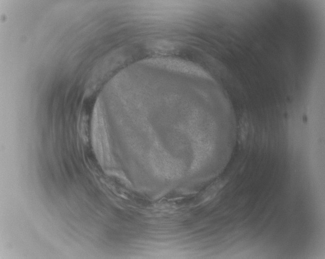 X0000051881346200507151902