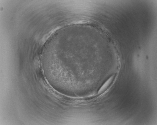 X0000051881353200507151901